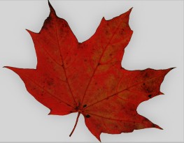 red oak leaf